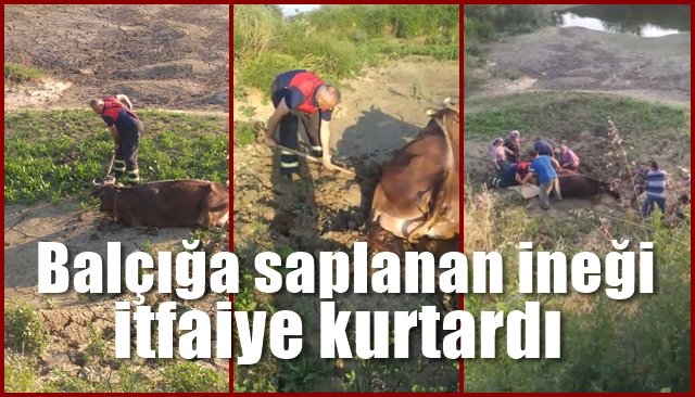 Balçığa saplanan ineği itfaiye ekipleri kurtardı