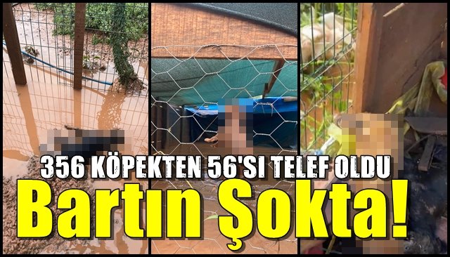 Bartın’da selden kurtulamadılar… 356 KÖPEKTEN 56´SI TELEF OLDU