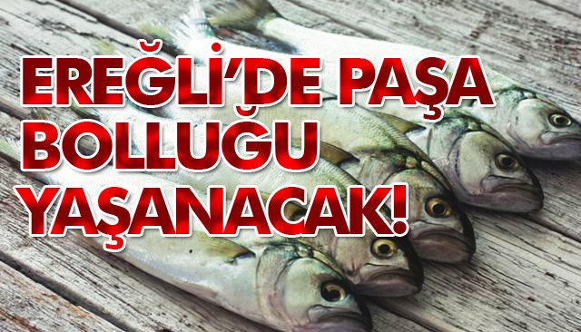 EREĞLİ’DE PAŞA BOLLUĞU YAŞANACAK!