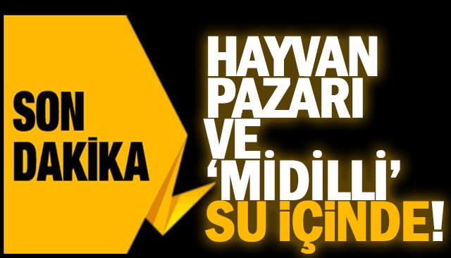 HAYVAN PAZARI VE ‘MİDİLLİ’ SU İÇİNDE!