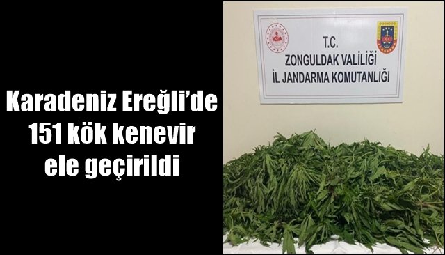 Karadeniz Ereğli’de 151 kök kenevir ele geçirildi