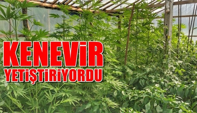 KENEVİR YETİŞTİRİYORDU