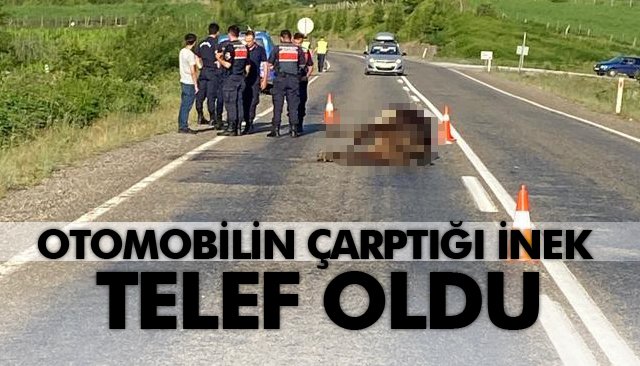 OTOMOBİLİN ÇARPTIĞI İNEK TELEF OLDU 