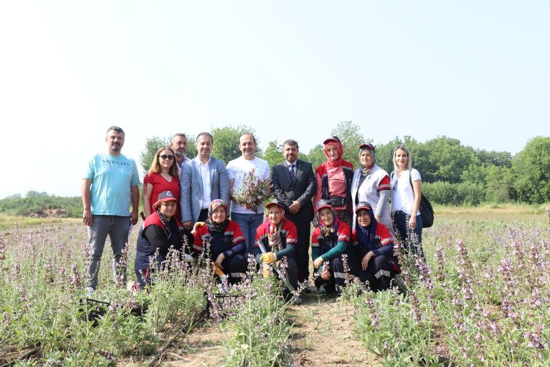 TIBBİ AROMATİK PROJESİNDE İLK HASAT YAPILDI - 3