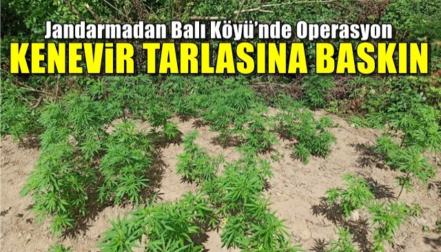 Jandarmadan Balı Köyü’nde Operasyon… KENEVİR ELE GEÇİRİLDİ