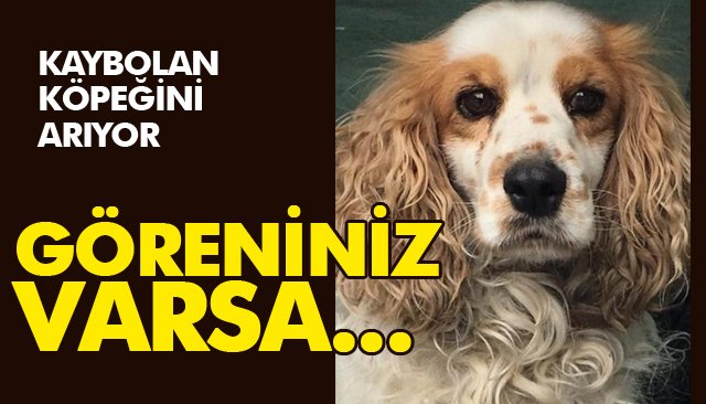 KAYBOLAN KÖPEĞİNİ ARIYOR