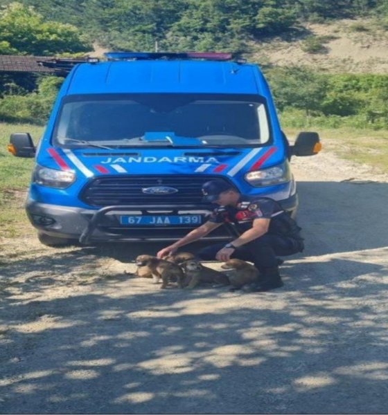 Yavru köpekleri annelerine kavuşturdular - 2