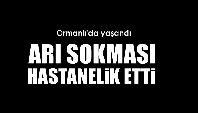 ARI SOKMASI HASTANELİK ETTİ