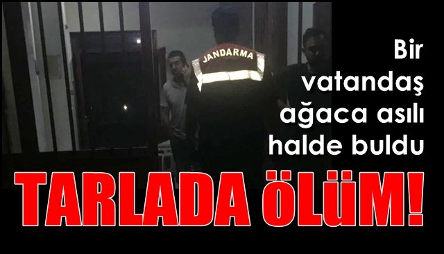 Bir vatandaş ağaca asılı halde buldu… TARLADA ÖLÜM!