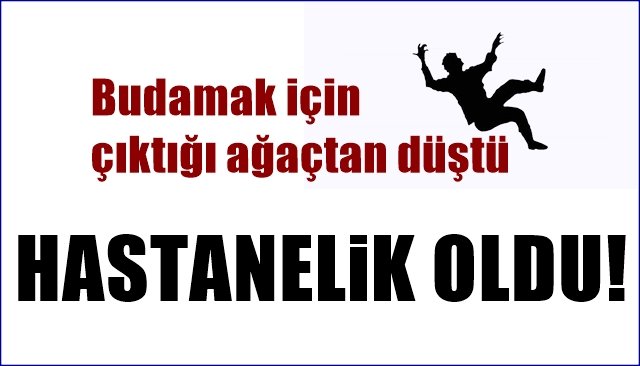  Budamak için çıktığı ağaçtan düştü… HASTANELİK OLDU