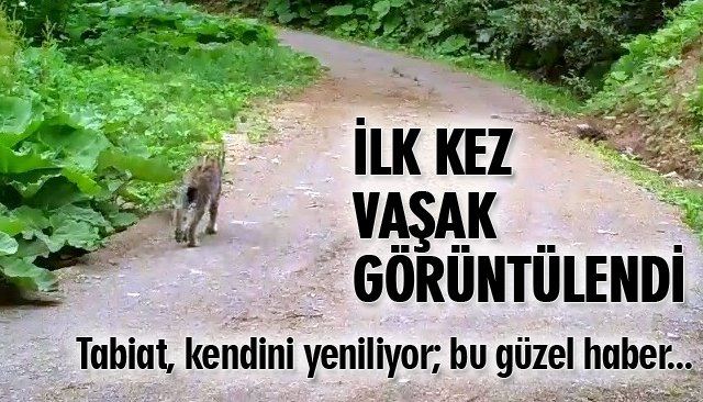 İLK KEZ VAŞAK GÖRÜNTÜLENDİ 