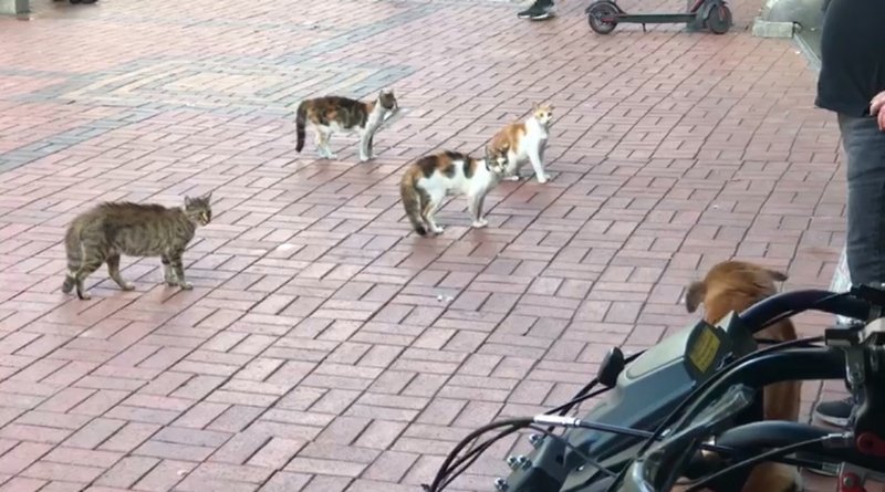 KEDİLERDEN KORKAN KÖPEK ESNAFA SIĞINDI - 4