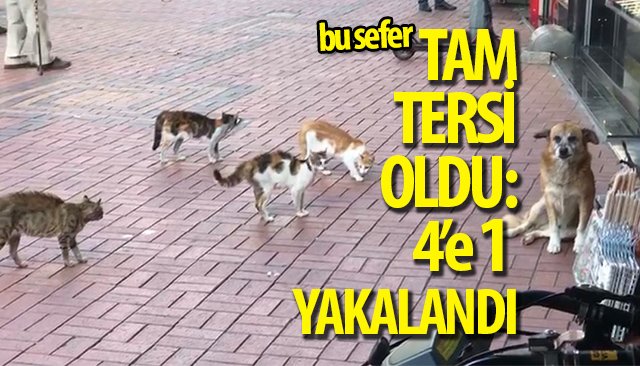 KEDİLERDEN KORKAN KÖPEK ESNAFA SIĞINDI