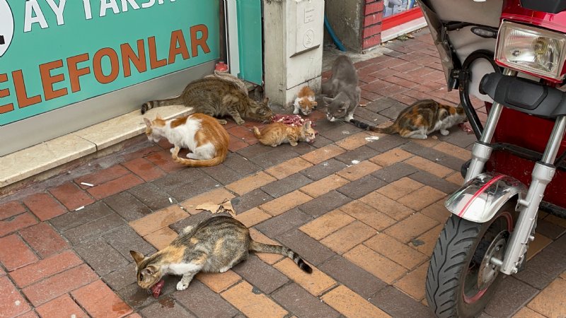 KEDİLERDEN KORKAN KÖPEK ESNAFA SIĞINDI - 1