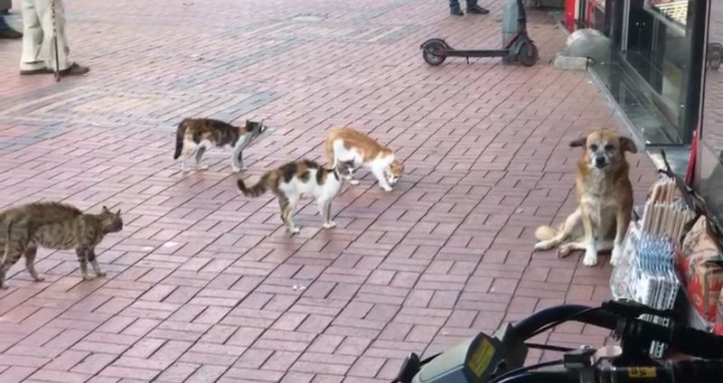 KEDİLERDEN KORKAN KÖPEK ESNAFA SIĞINDI - 3