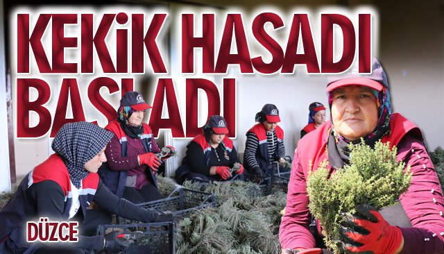 KEKİK HASADI BAŞLADI