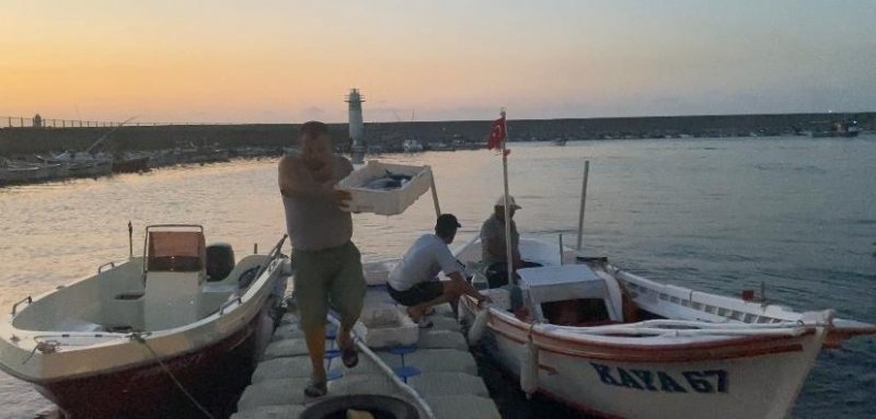 PALAMUT BEREKETİ…  - 1
