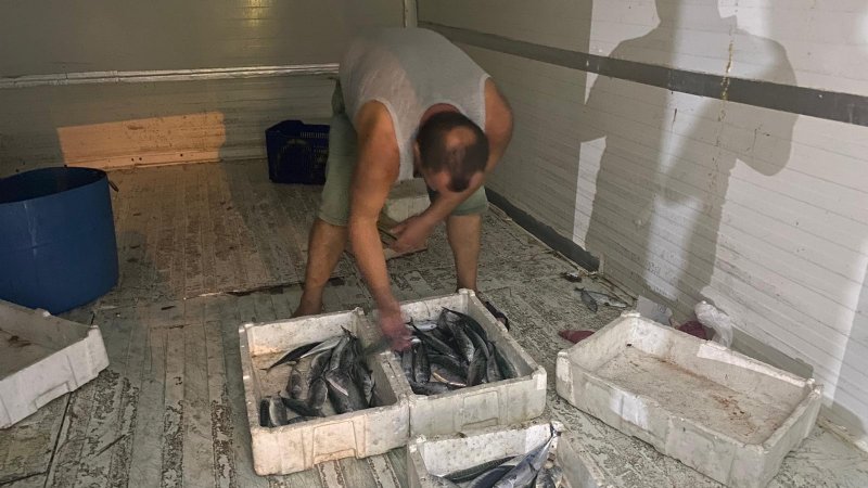 PALAMUT BEREKETİ…  - 2