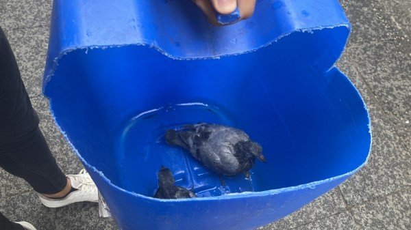 YARALI GÜVERCİNLER KURTARILDI - 4
