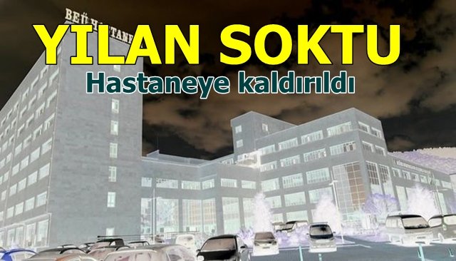 Yılanın soktuğu yaşlı kadın hastanelik oldu