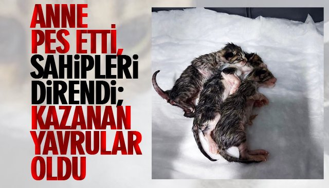 ANNE PES ETTİ, SAHİPLERİ DİRENDİ; KAZANAN YAVRULAR OLDU