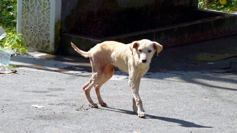 BIRAKILAN KÖPEKLER AÇLIKTAN ÖLMEK ÜZERE - 3