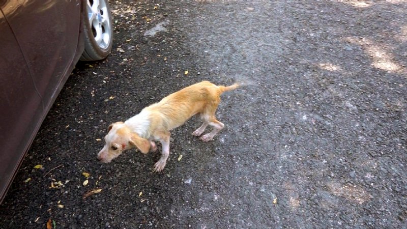 BIRAKILAN KÖPEKLER AÇLIKTAN ÖLMEK ÜZERE - 6