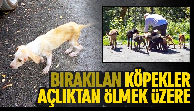 BIRAKILAN KÖPEKLER AÇLIKTAN ÖLMEK ÜZERE