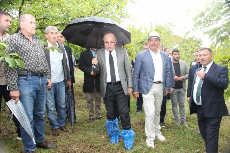 Ceviz Hasat Şenliği renkli görüntülere sahne oldu,  7 TON CEVİZ TOPLANDI - 2