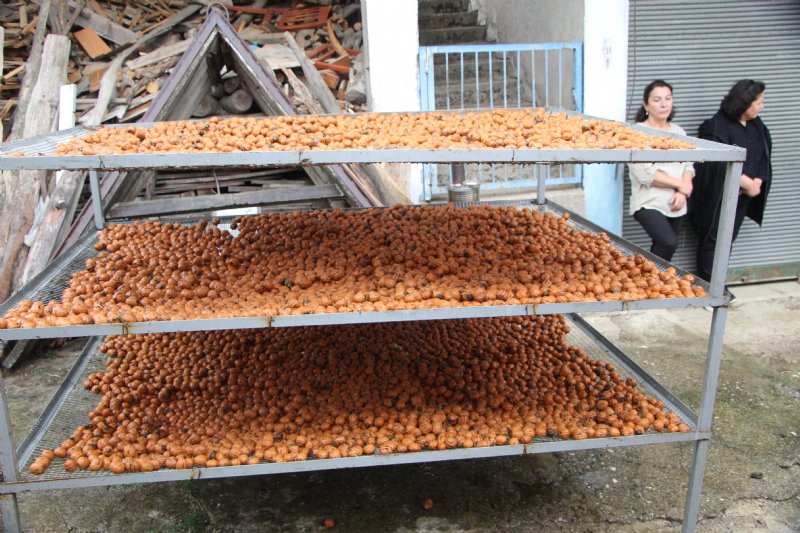 Ceviz Hasat Şenliği renkli görüntülere sahne oldu,  7 TON CEVİZ TOPLANDI - 3