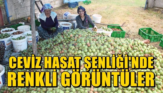 Ceviz Hasat Şenliği renkli görüntülere sahne oldu,  7 TON CEVİZ TOPLANDI