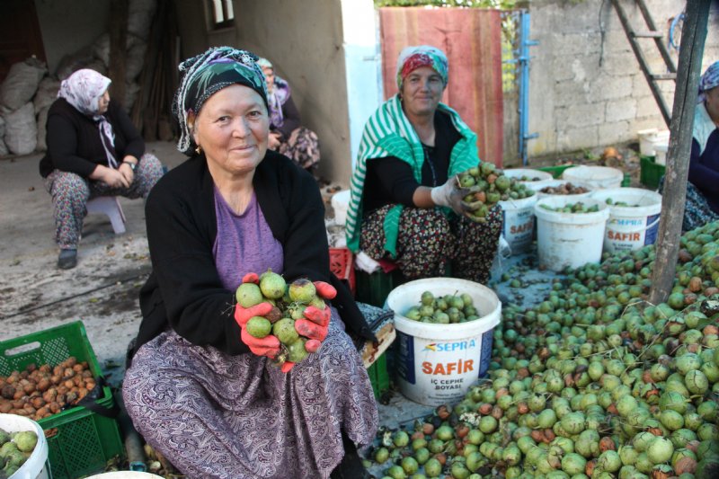 Ceviz Hasat Şenliği renkli görüntülere sahne oldu,  7 TON CEVİZ TOPLANDI - 1