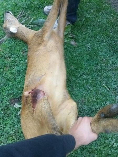Yaylada köpek saldırısına uğramıştı… KARACAYI VATANDAŞ KURTARDI - 2