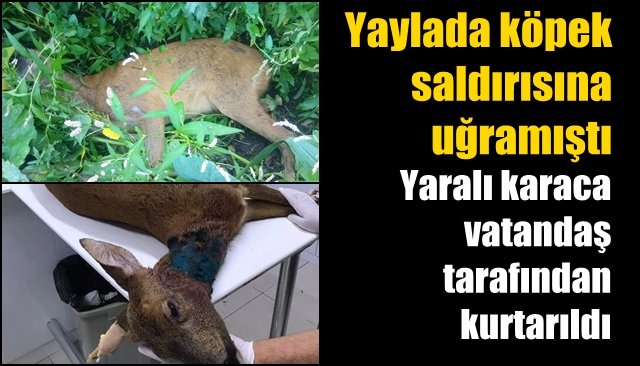 Yaylada köpek saldırısına uğramıştı… KARACAYI VATANDAŞ KURTARDI