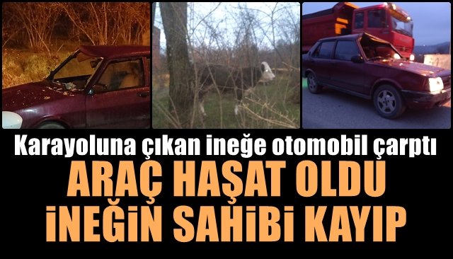 ARAÇ HAŞAT OLDU, İNEĞİN SAHİBİ KAYIP...