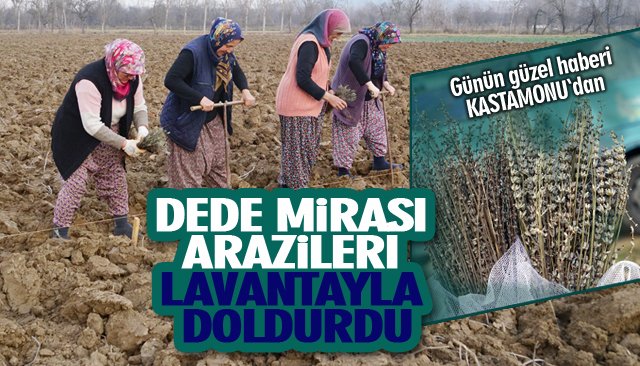 DEDE MİRASI ARAZİLERİ LAVANTAYLA DOLDURDU