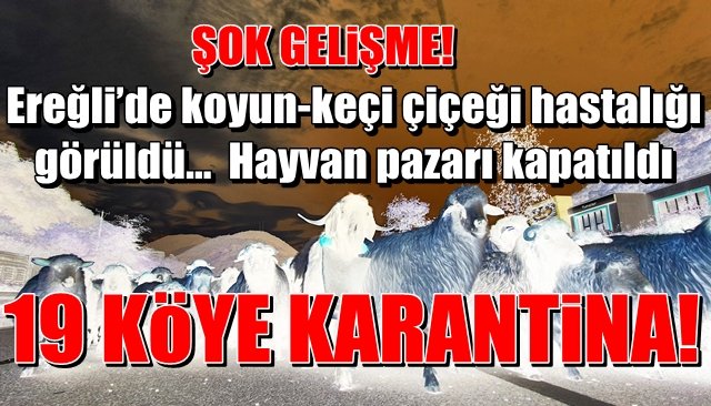 Ereğli’de koyun-keçi çiçeği hastalığı görüldü…  Hayvan pazarı kapatıldı... 19 KÖYDE KARANTİNA TEDBİRİ