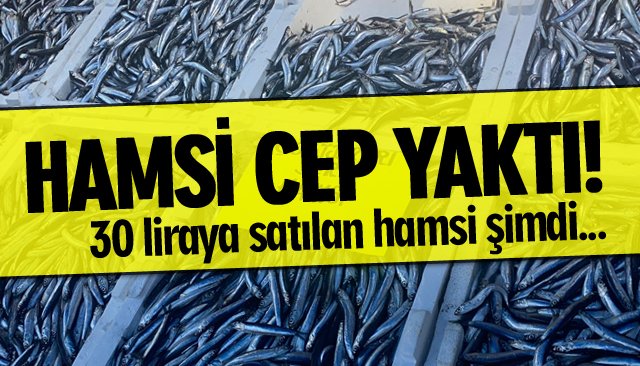 HAMSİ CEP YAKTI!