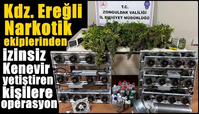 Narkotik ekiplerinden izinsiz Kenevir yetiştiren kişilere operasyon