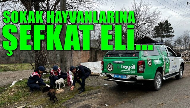 SOKAK HAYVANLARINA ŞEFKAT ELİ…