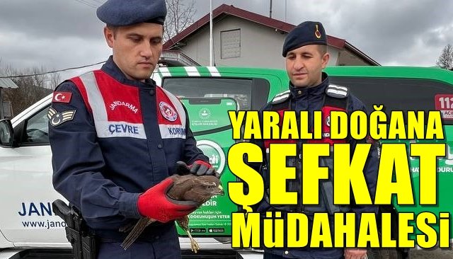 Yaralı doğana şefkat müdahalesi