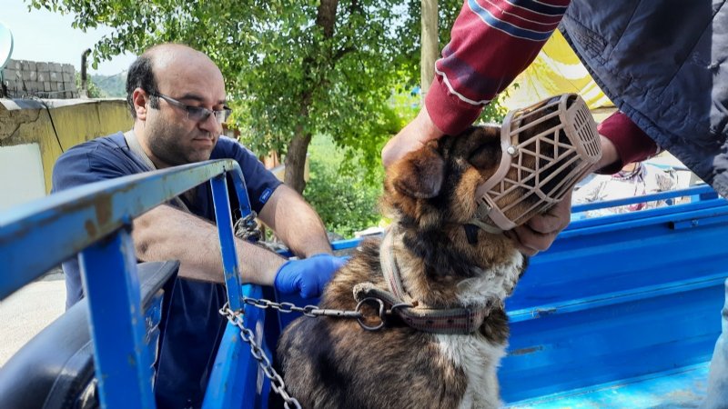 ZONGULDAK’TA ÇİP TAKILAN HAYVAN SAYISI AÇIKLANDI - 2