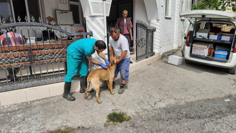 ZONGULDAK’TA ÇİP TAKILAN HAYVAN SAYISI AÇIKLANDI - 3