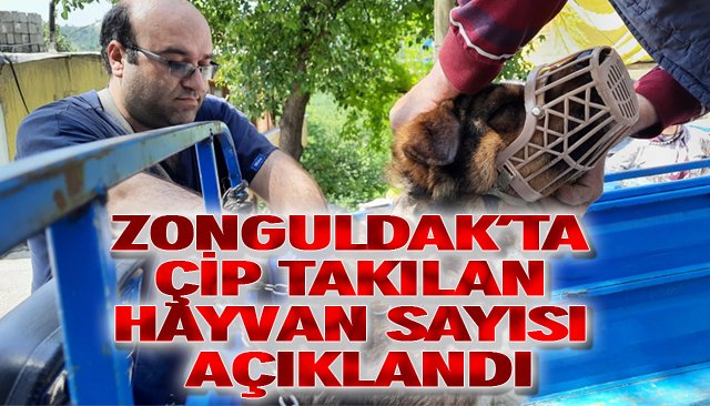 ZONGULDAK’TA ÇİP TAKILAN HAYVAN SAYISI AÇIKLANDI