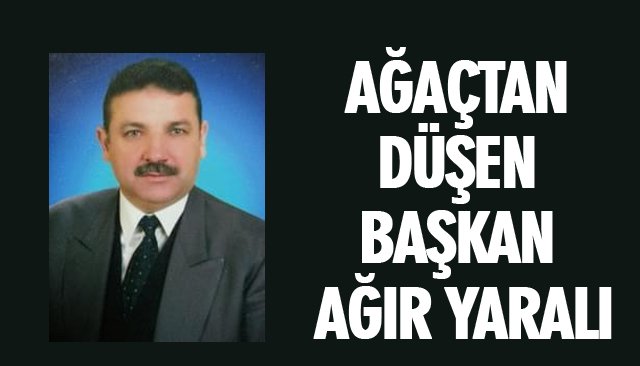 AĞAÇTAN DÜŞEN BAŞKAN AĞIR YARALI 