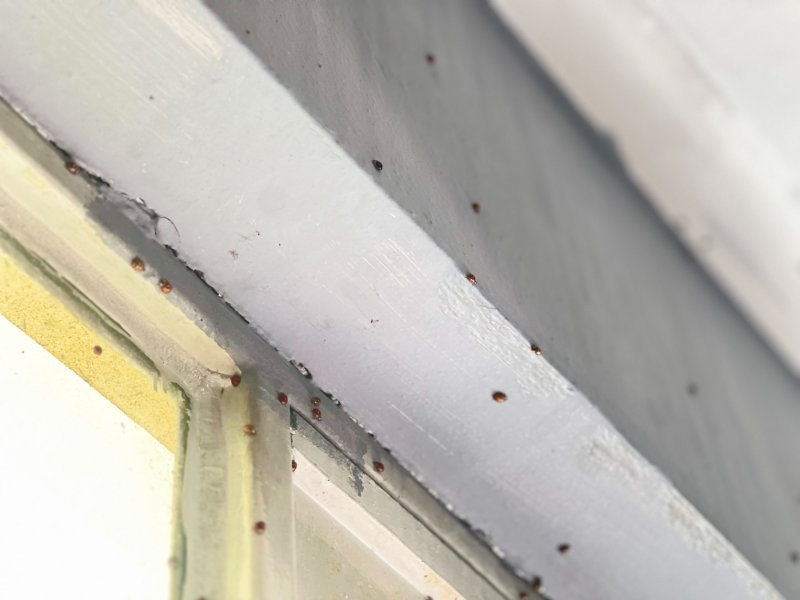 BIRAKALIM YAŞASINLAR! - 2