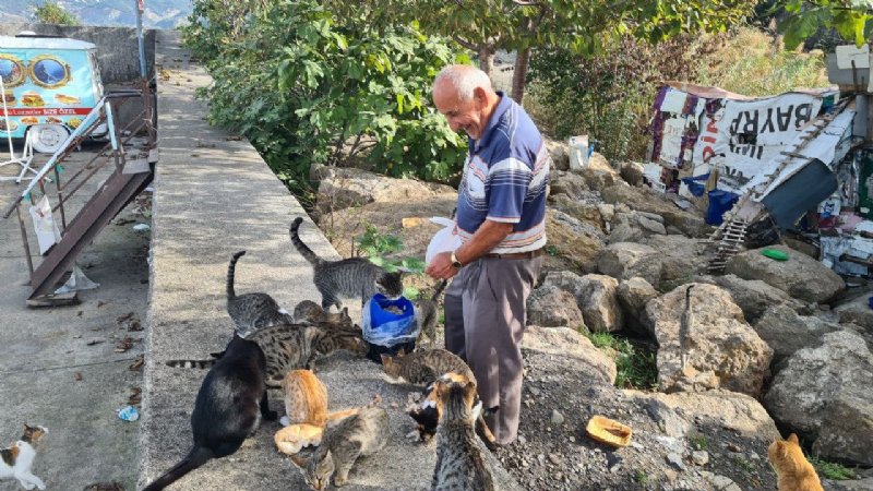 EMEKLİ MAAŞINI KEDİLER İÇİN HARCIYOR - 2