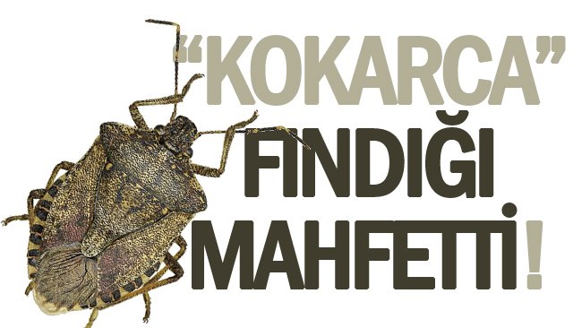 “KOKARCA” FINDIĞI MAHFETTİ!