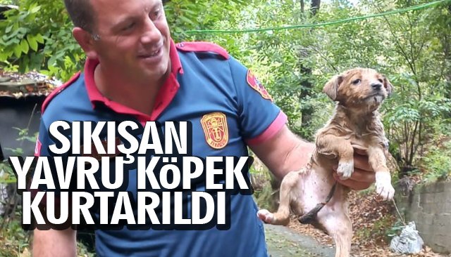 SIKIŞAN YAVRU KÖPEK KURTARILDI 