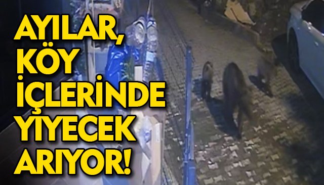 AYILAR, KÖY İÇLERİNDE YİYECEK ARIYOR!